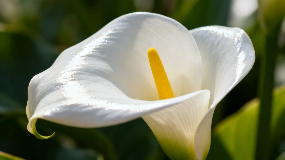 The Unbelievable Elegance of Calla Lilies Will Leave You Speechless!