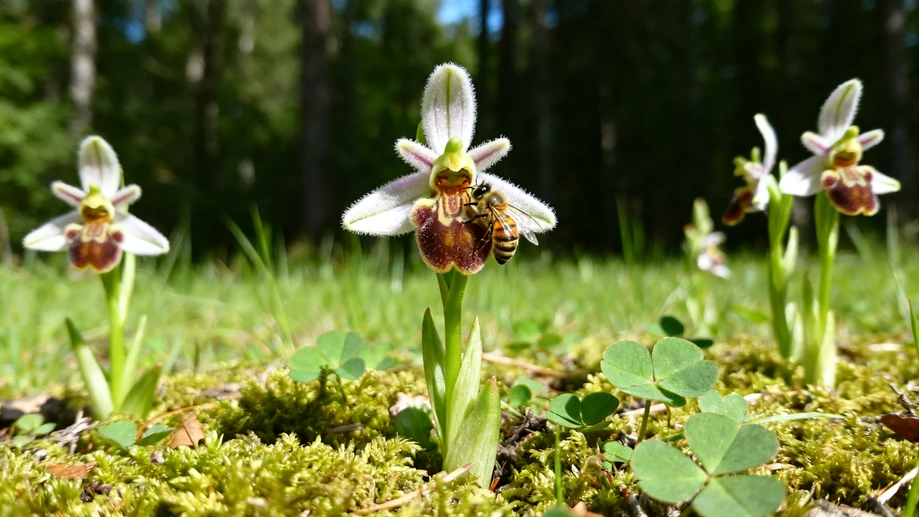 Wait, Did You Know Most Wild Terrestrial Orchids Trick Pollinators By Showing Fake Flower Shapes Instead of Giving Nectar?