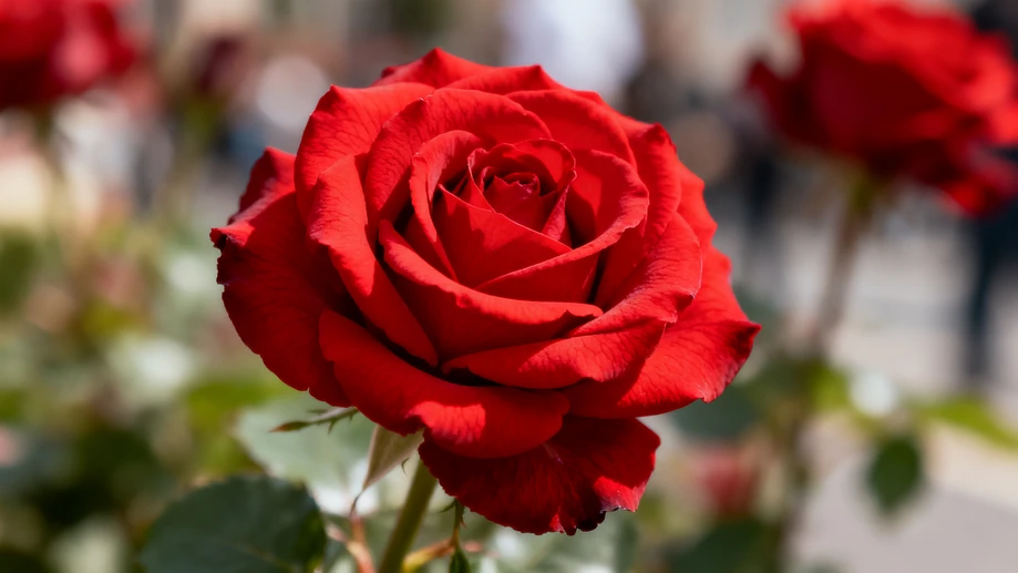 Why Do Roses Always Symbolize Eternal Love? The Secret History Behind the World's Favorite Flower