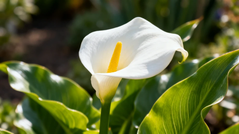 7 Astonishing Secrets Behind Calla Lilies' Elegant Appearance