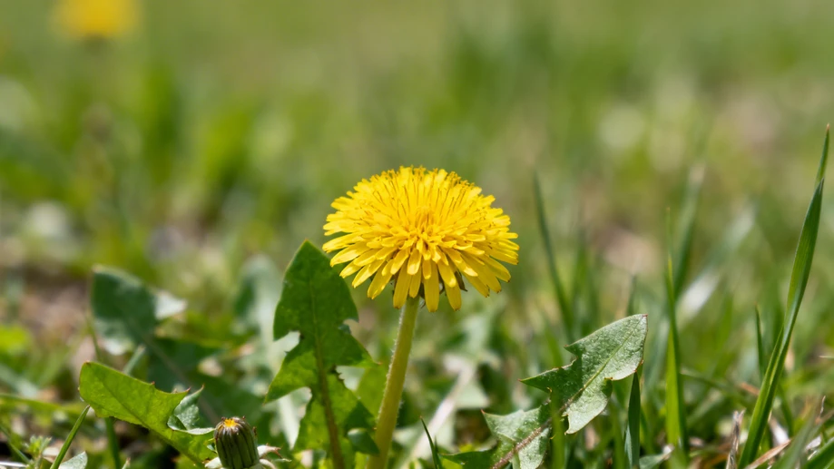 The Incredible Healing Powers of Dandelions You Never Knew!