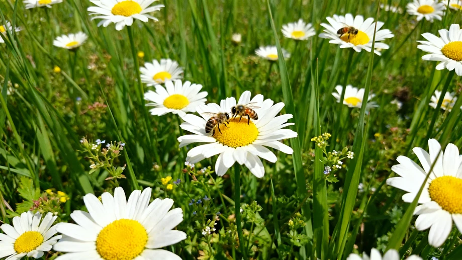 Have You Noticed The Tiny Underappreciated Chamomile Petal Habit That Most People Miss When They Make Herbal Teas At Home