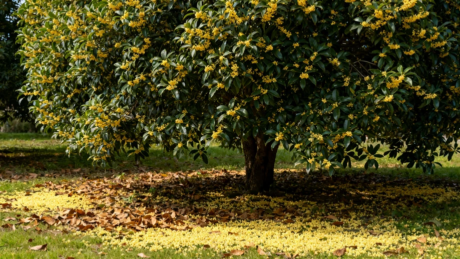 Wait, Have You Ever Noticed That Sweet Osmanthus Flowers Hold Far More Unexpected Uses Than Just Diffusing Warm Scent In Autumn Breeze
