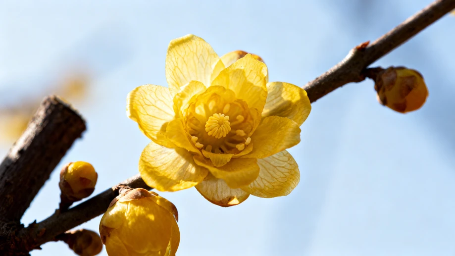 Sắc Xuân Với Hoa Mai