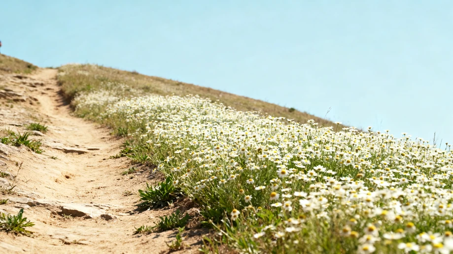 Wait, Did You Know Common Chamomile Thrives Best Exactly Where People Have Walked and Rested For Many Centuries?