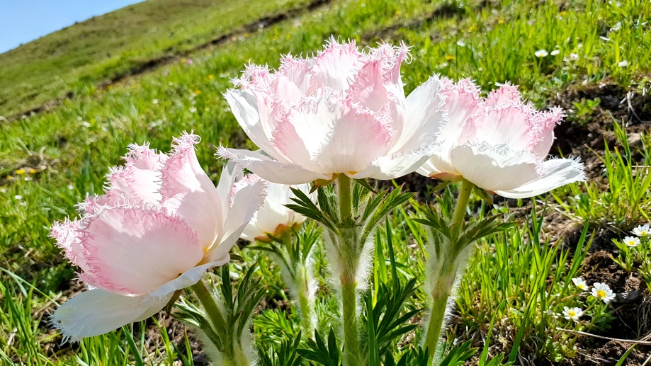 Have You Ever Noticed How Peony Petals Hide Special Tiny Textures That Make Them Last Far Longer Than Most Cut Flowers