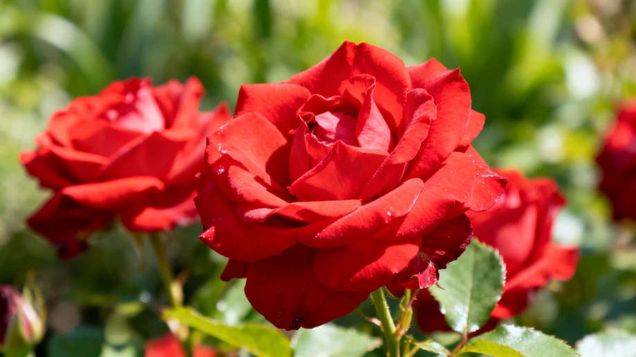Did You Ever Wonder How Roses Sneak Into Your Daily Life Beyond Just Looking Pretty?